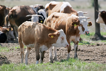 Image showing Two brown,white cows in the heard 