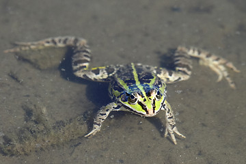 Image showing A Green brown frog floats on water