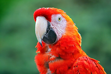 Image showing Red macaw 
