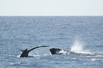 Image showing Tail and head Humpback Whale 