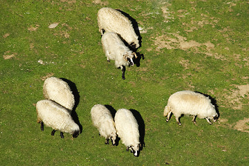 Image showing 	White sheep grazing