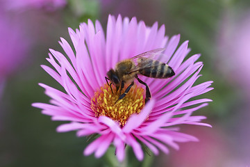 Image showing Bee collect pollen from the aster 