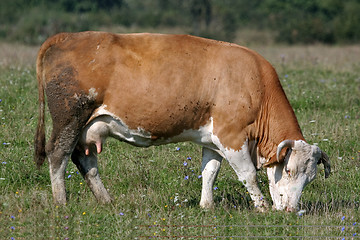 Image showing Brown white cow eats 