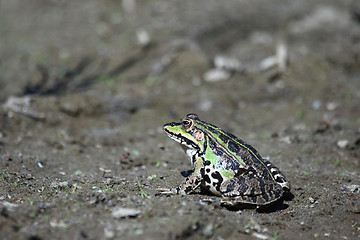 Image showing 	Green frog on the ground