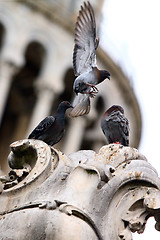 Image showing Pigeon lands on the statue