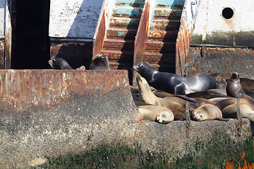 Image showing 	Abandoned ship with sea lions#9