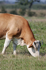 Image showing Brown Cow eating grass on the meadow