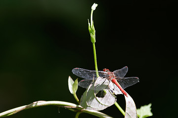 Image showing Red dragonfly