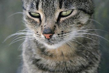 Image showing Cat face close up 