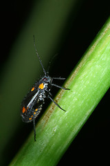 Image showing Insect on plant stalk