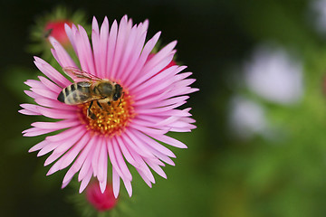 Image showing One aster flower with bee 