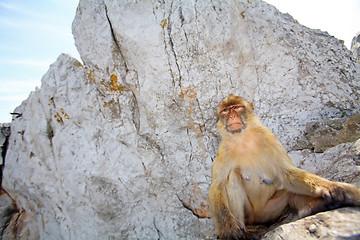 Image showing 	Monkey is sitting on the rocks