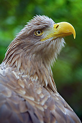 Image showing The head of an eagle 