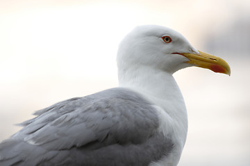 Image showing Gull 