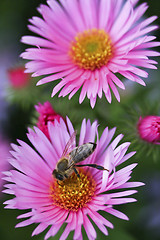 Image showing One bee on a flower 
