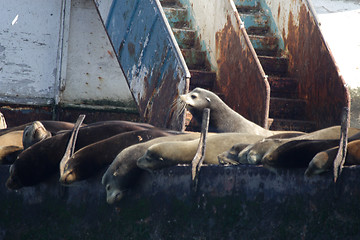 Image showing 	Sea lions