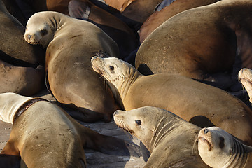 Image showing 	Group of sea lions