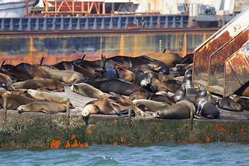 Image showing Sea lions Ensenada