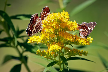 Image showing 	Butterflies on the yellow flower