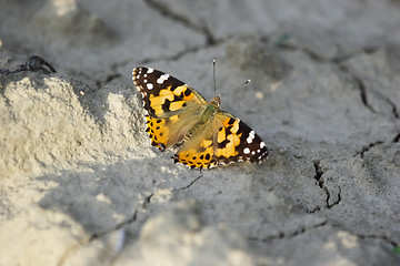 Image showing Butterfly on dry land