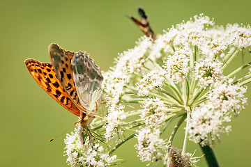 Image showing 	Orange butterfly close up