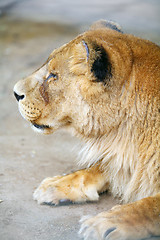 Image showing Female lion profile