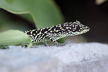 Image showing Close up of lizard 