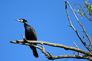 Image showing Black Cormorant 
