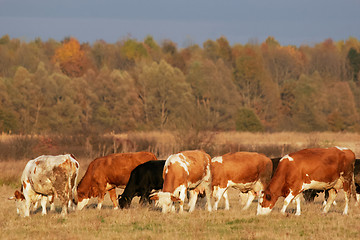 Image showing Herd of cow's on the meadow at sunset