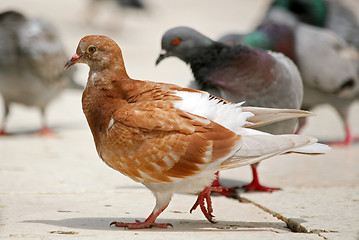 Image showing Brown pigeon 