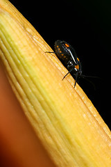 Image showing Yellow spotted black beetle