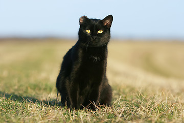 Image showing 	One-eared black cat at sunset