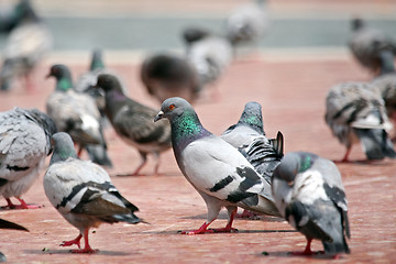 Image showing One Dove in the grup on the floor of the town square