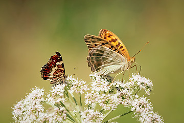 Image showing 	Colorful butterflys