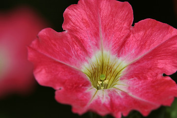 Image showing Red Petunia 