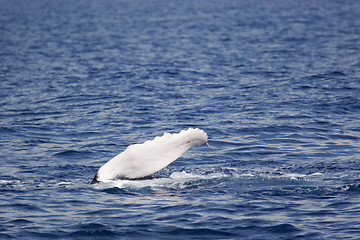 Image showing Side fins of Humpback whale