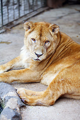 Image showing 	Female lion in the cage