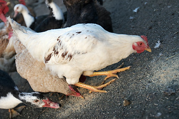 Image showing Domestic hen 