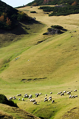 Image showing 	The mountain, pasture and a flock of sheep