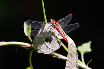 Image showing Dragonfly