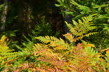 Image showing Shiny autumn fern