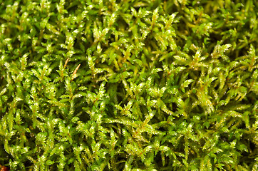 Image showing Moss background