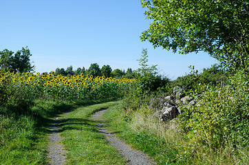 Image showing Sunflowers field