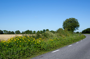 Image showing Road side blossom