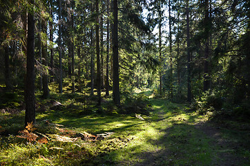 Image showing Green road in forest