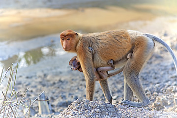 Image showing Proboscis monkey