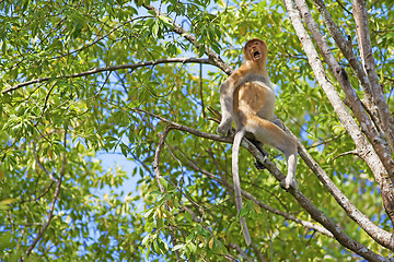 Image showing Proboscis monkey