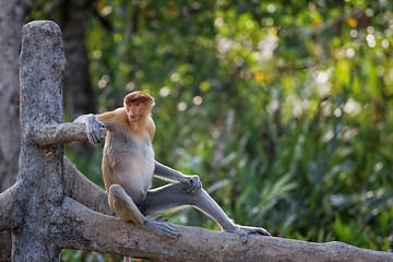 Image showing Proboscis monkey