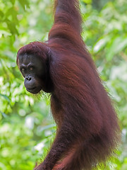 Image showing Borneo Orangutan