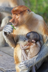 Image showing Proboscis monkey